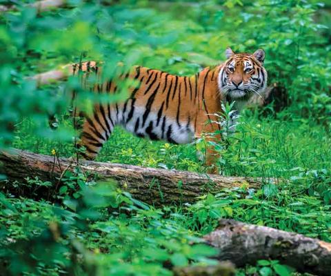 Tiger in the jungle