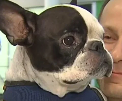 French_bulldog2.jpg