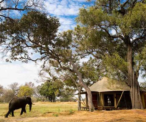 Xaranna elephant safari