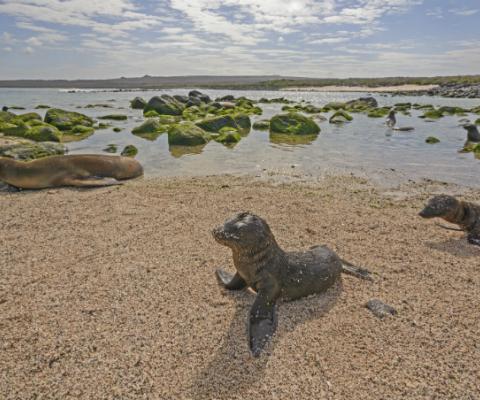 Galapagos.jpg
