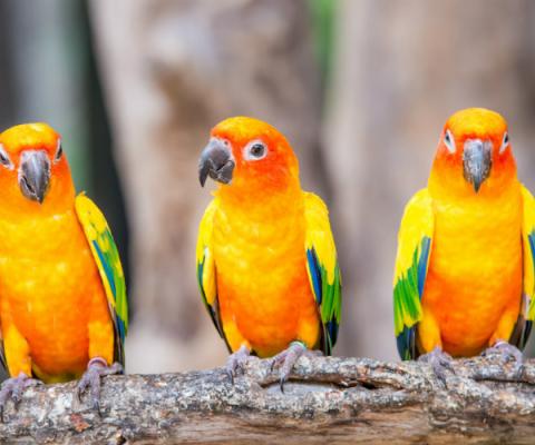 Parrots.jpg