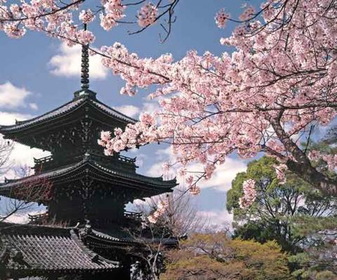 Japan Pagoda