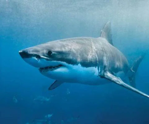 Great-White-Shark.jpg