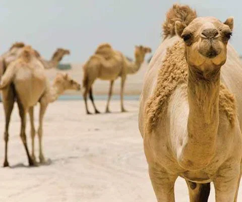 Camels-in-the-desert.jpg