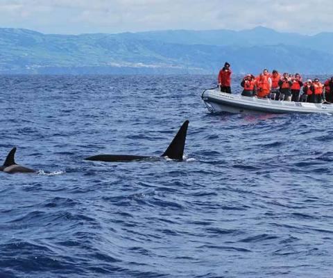 Whale watching
