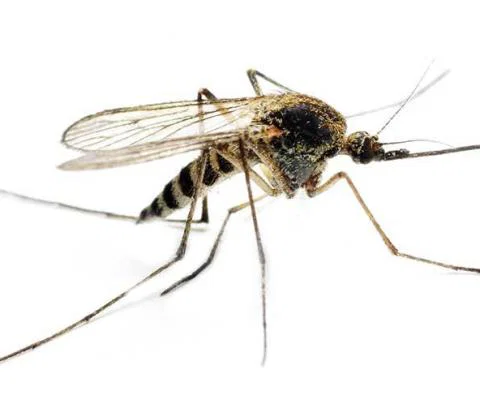 Mosquito-ThinkstockPhotos-153097831.jpg