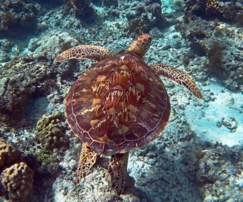 Turtle_ThinkstockPhotos-5121205521.jpg