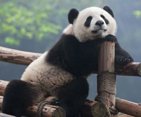panda_ThinkstockPhotos-468446643.jpg