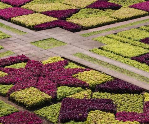 Madeira_gardens_flowers_ThinkstockPhotos-509711254.jpg