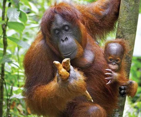 Orang Utan and baby ThinkstockPhotos 179071398
