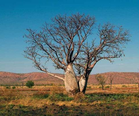 Boab-Tree-Kimberley-National-Park-Western-Australia-tour-w.jpg