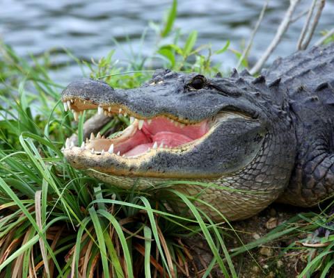 Alligator