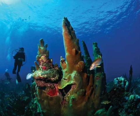 Belize-Barrier-Reef.jpg