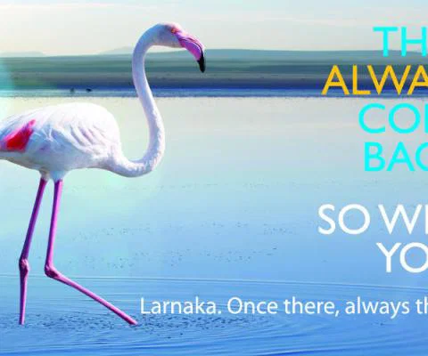 flamingo image.jpg