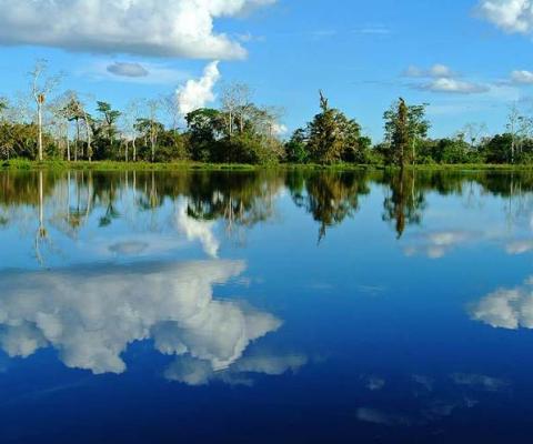 Amazon-Tree-Reflection.jpg