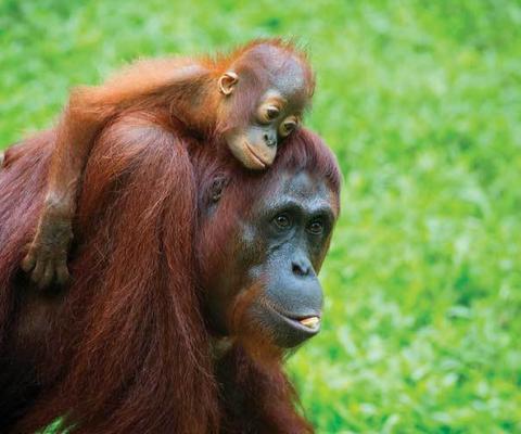 Malaysia Borneo orangutan with baby