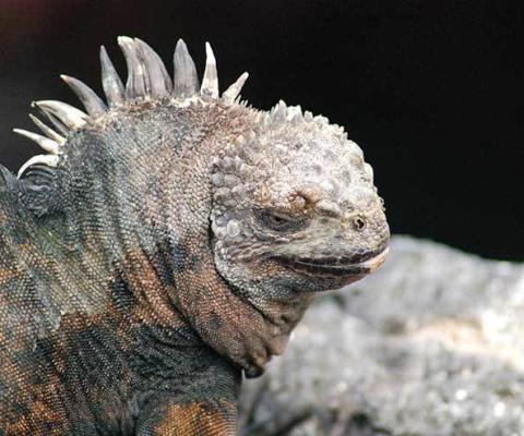 marine-iguana.jpg