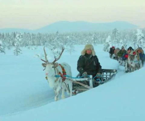 Superbreak husky