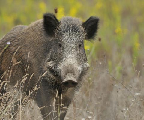 Boar_-_iStock_84653991_LARGE.jpg