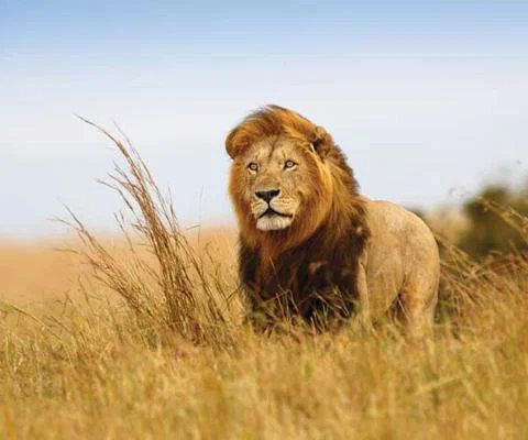 Lion on the savannah