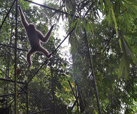 Gibbon.jpg