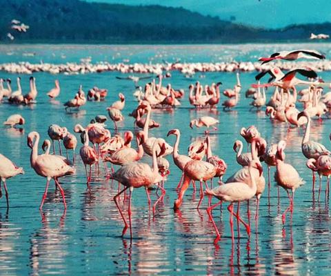 Pink Flamingoes on Lake Nakuru, Kenya