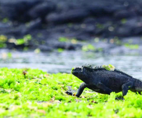 Marine_iguana.JPG