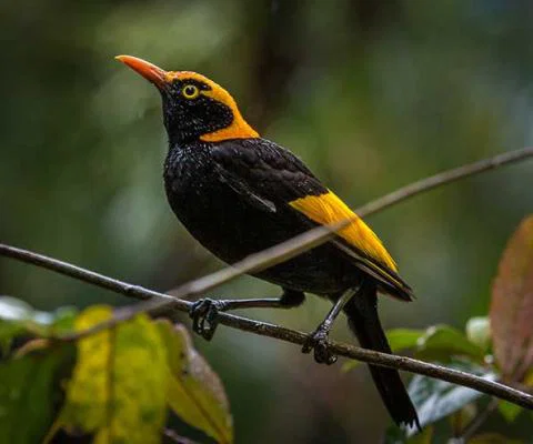 Paradise-Rifle-Bird.jpg