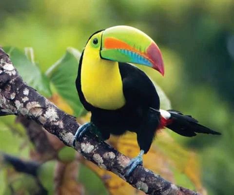 Toucan in the jungle, Costa Rica iStock-135357791.jpg