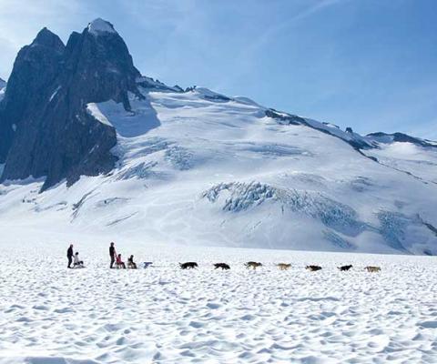Husky dog sled in Juneau, Alaska
