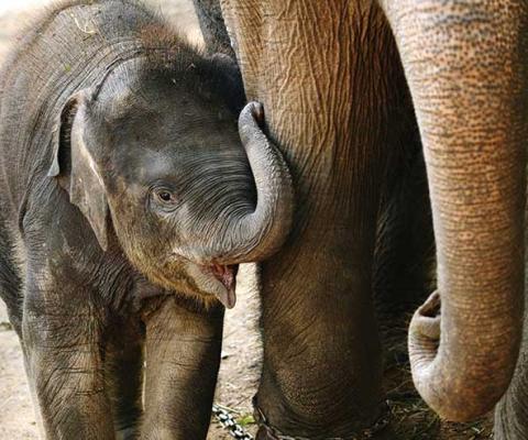 Baby elephant