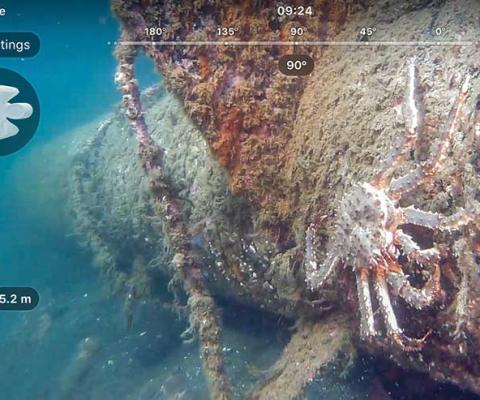 Blue King Crab
