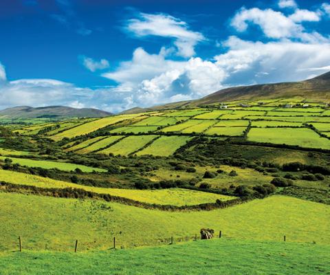 Ireland-fields.jpg