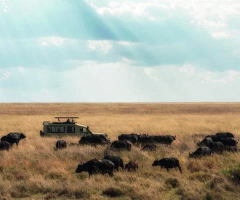 Wildlife_travel_show_edit.jpg
