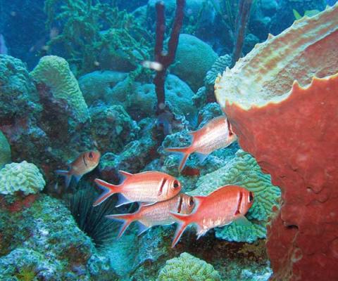 ReDiscover Dominica Coral Fish