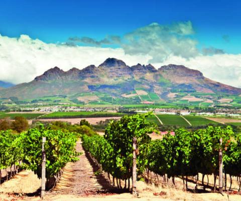 Stellenbosch.jpg