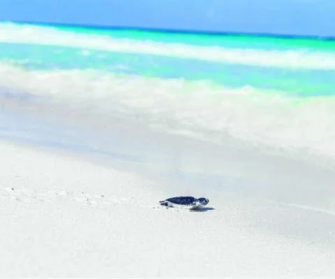Turtle moving towards the sea