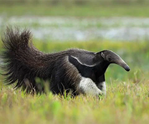 Guyana Giant Anteater.jpg