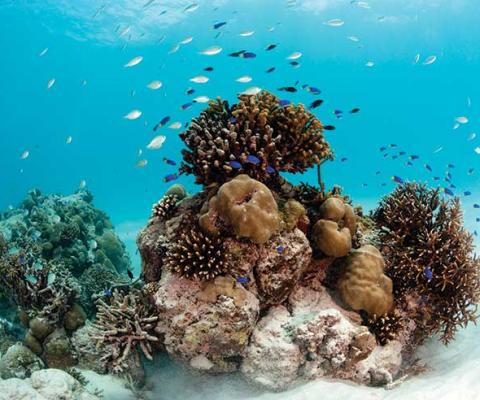 Underwater Aquarium
