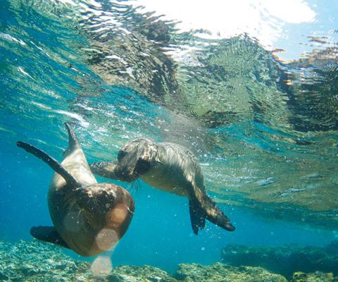 Sea Lions.jpg