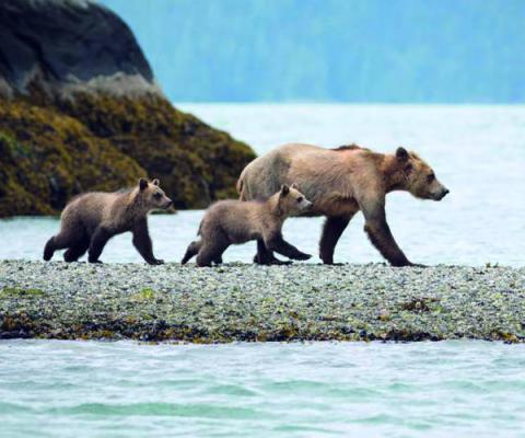 First Class Holidays Polar Bears.jpg