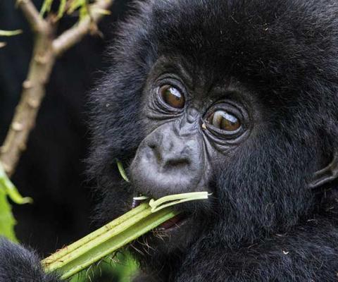 Mountain Gorilla by C Culbert Rwanda