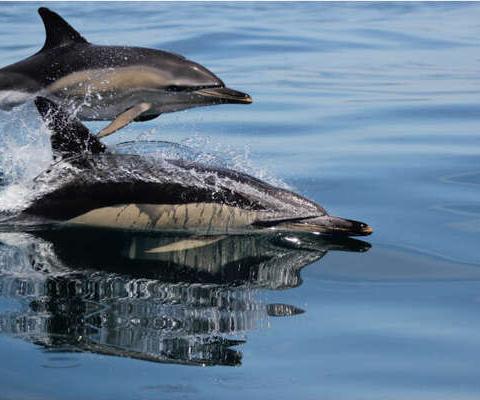 Tui holds firm on captive dolphin attraction sales despite agent pressure