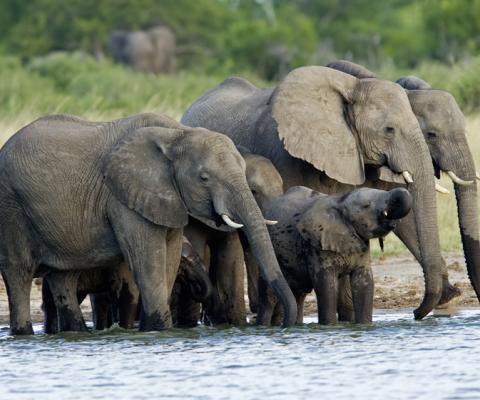 Hwange_National_Park_Zimbabwe1.jpg