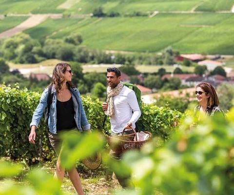 Vineyards in France