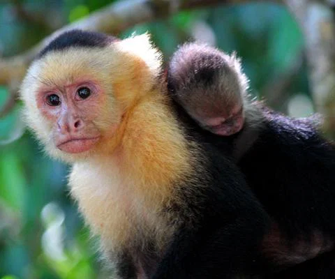 Register for Expotur Virtual and win a trip to Costa Rica