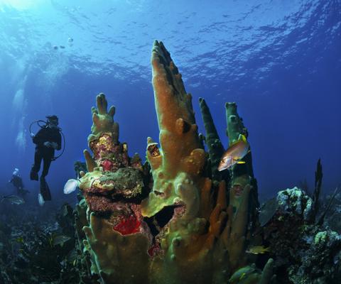 Bucket-list experiences to recommend in the Caribbean