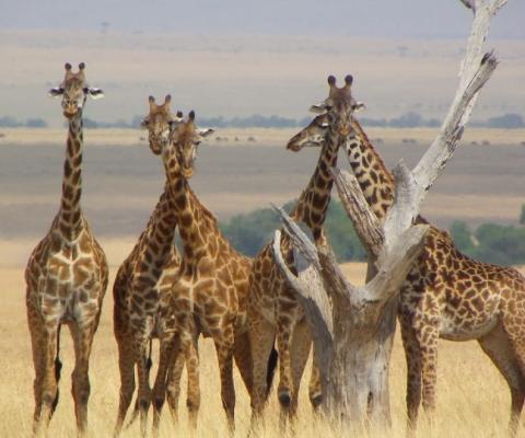 Audley Travel has seen more demand for "beach plus" holidays to Kenya combining a resort stay with a tour