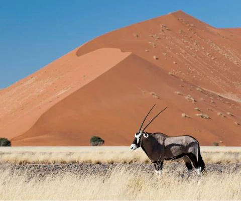 VistaJet's range of recommended Private World trips include an adventure in Namibia 