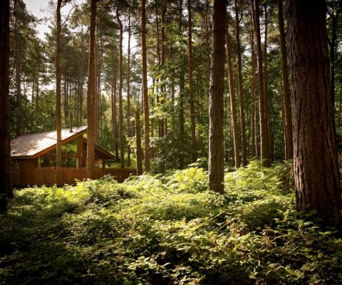 Forest_Holidays_21.jpg